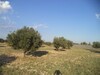 super terrain agricole de 19200m² avec 200 oliviers