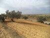 beau terrain de 2500m² avec 20 oliviers
