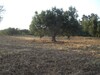 AV terrain de 3000m2 au niveau de duikhla