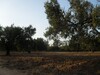 AV terrain au niveau de duikhla
