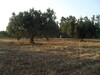 for sale a plot of 3000 meters in the hammamet Highway