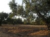 AV Un terrain de 3000 mètres à hammamet