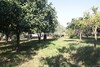 Terrain Jinen Beni Khiar JB av à Nabeul