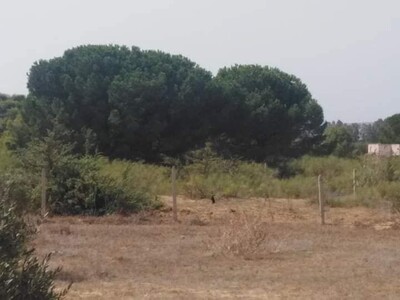 مخطط العقار