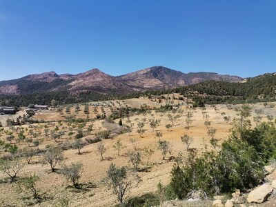 مخطط العقار