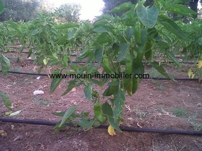 مخطط العقار