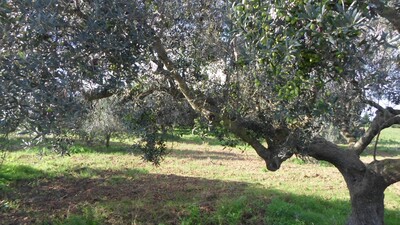 مخطط العقار